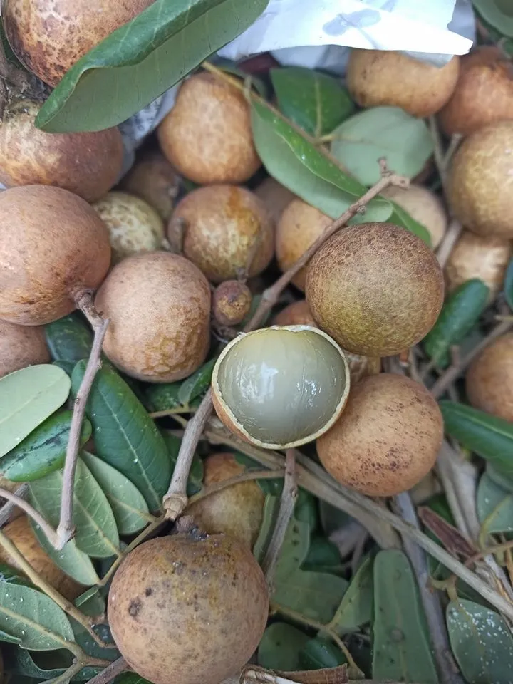 Hoa Tươi Vũng Tàu: Khai Trương, Sinh Nhật, Tang Lễ | Uy Tín